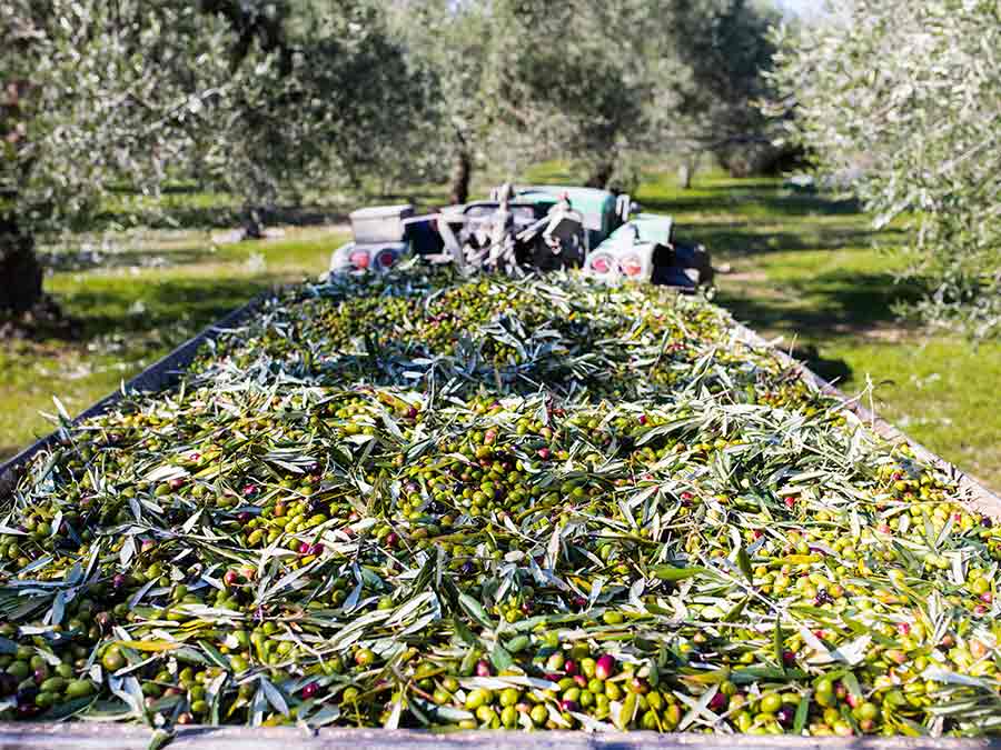Garantía y origen en la calidad del aceite de oliva virgen extra